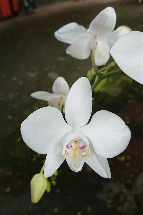 野生蝴蝶蘭|台灣阿嬤－台灣蝴蝶蘭 Phalaenopsis aphrodite